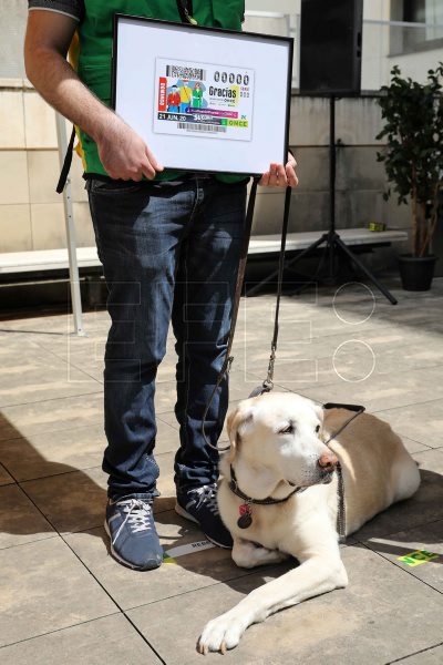 Hoy se conmemora el Día internacional del Perro Guía, entrenado para dar apoyo a personas con discapacidad visual. En España los #perrosguía son entrenados y certificados por la ONCE. #EFEfototeca