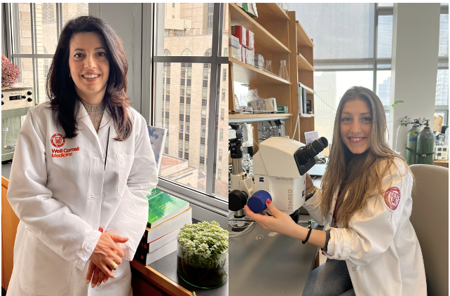 Great new @WeillCornell Newsroom article, 'Solving the Riddle of the #Sphingolipids in #Coronary Artery Disease,' on new @CircRes research by @WCMCPathology's Drs. Annarita Di Lorenzo (@ar_dilorenzo), image left, and @ManzoNory! #PathTwitter #Pathology news.weill.cornell.edu/news/2024/04/s…