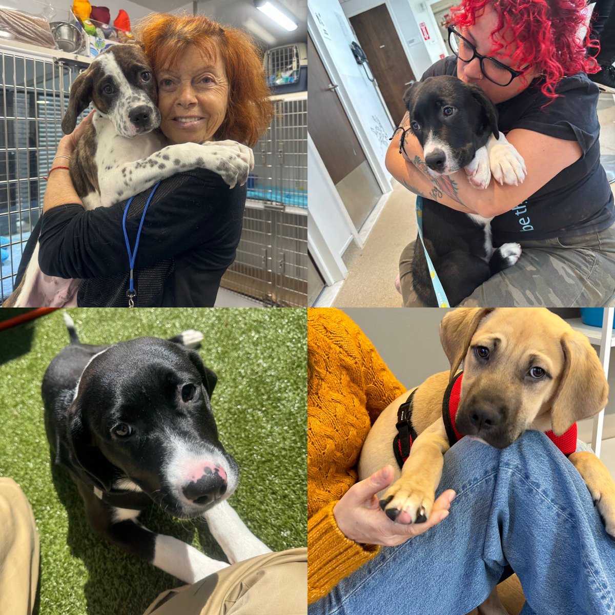 Bideawee's tweet photo. Need some puppy love in your life? Visit our Chelsea location stat! ❤️🐶❤️🐶 https://t.co/ijkHnazcu4