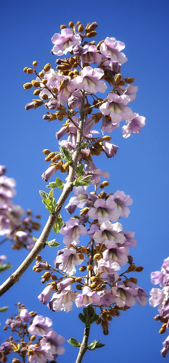 Paulownia tomentosa Empress tree Çiçeklerini çok sevdiğim Çin kavağı;