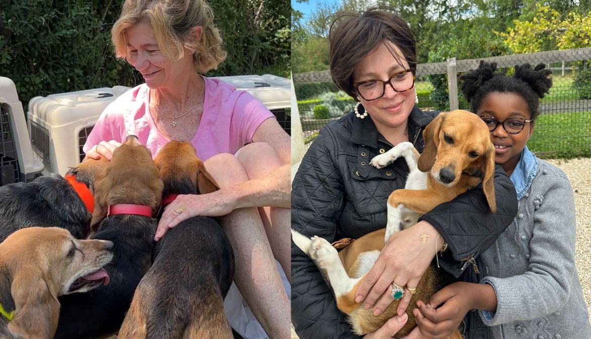 Utilisés comme cobayes scientifiques, les beagles risquent l’euthanasie une fois le protocole expérimental terminé. Sensible à leur sort, l’association Beagles of Burgundy leur offre une vie post-laboratoire. #StopExperimentationAnimale 👇30millionsdamis.fr/actualites/art…