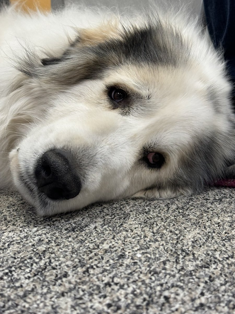 swartz_creek's tweet image. Mid Michigan therapy dogs are at Swartz Creek High today, offering surprise support to students and staff! Find Linda and Trouble in the SCHS HUB for some comfort. 🐾 #AngelsWithPaws #TherapyDogs #SupportDogs