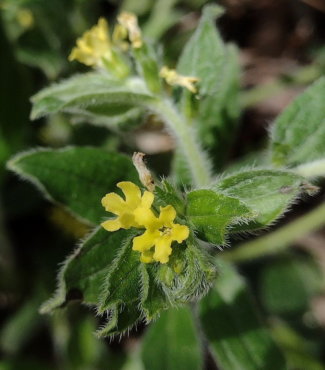 southern stoneseed