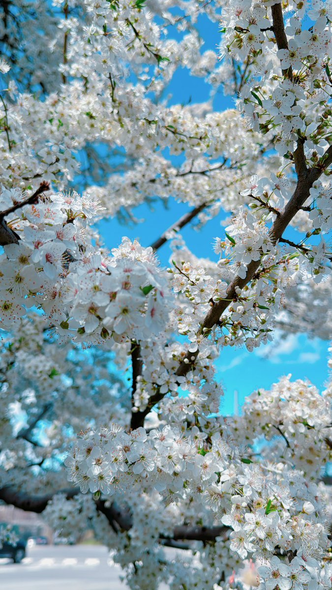 white cherry blossom tree 🌸
