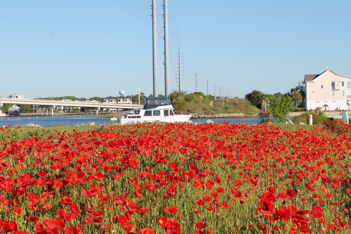 Wow. Wow. Wow. 😍 

These red poppies in Surf City are beautiful!

#NCDOT #WildflowerWednesday #SurfCity #PenderCo #NC