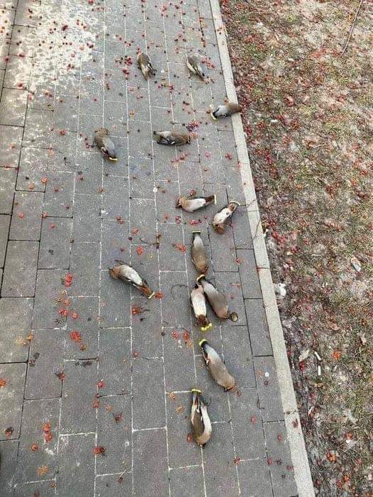 Completely irresponsible waxwing birds 🐦 tend to eat fermented fruit and then lie drunk on the sidewalks. Wise passers-by collect them and put them in a safe place until they sober up.