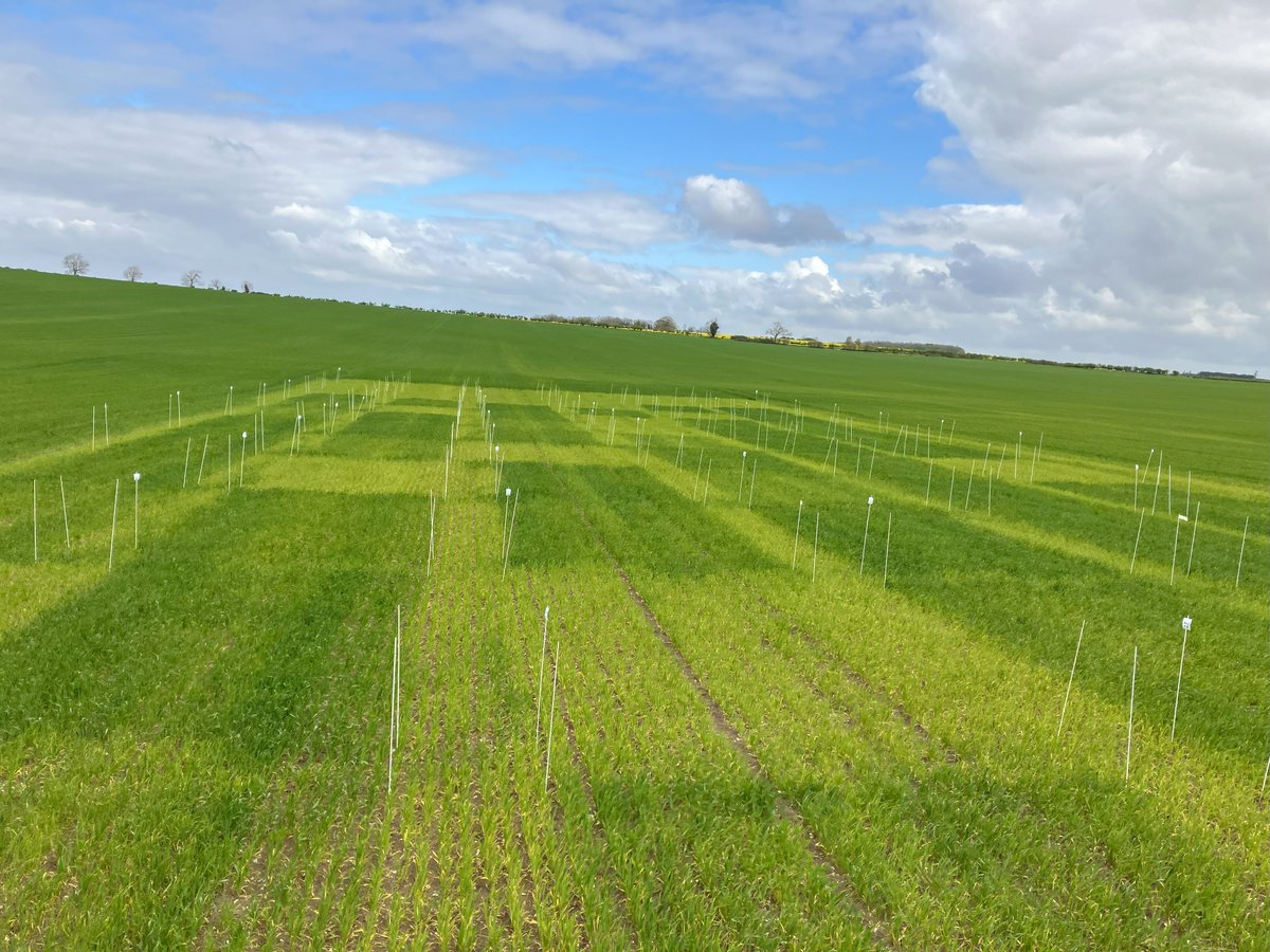 This is certainly a year when different nitrogen programmes in wheat show up. One of more than a dozen @OMEXCompanies trials looking at rates, inhibitors, foliar N and MultiFlo applications.