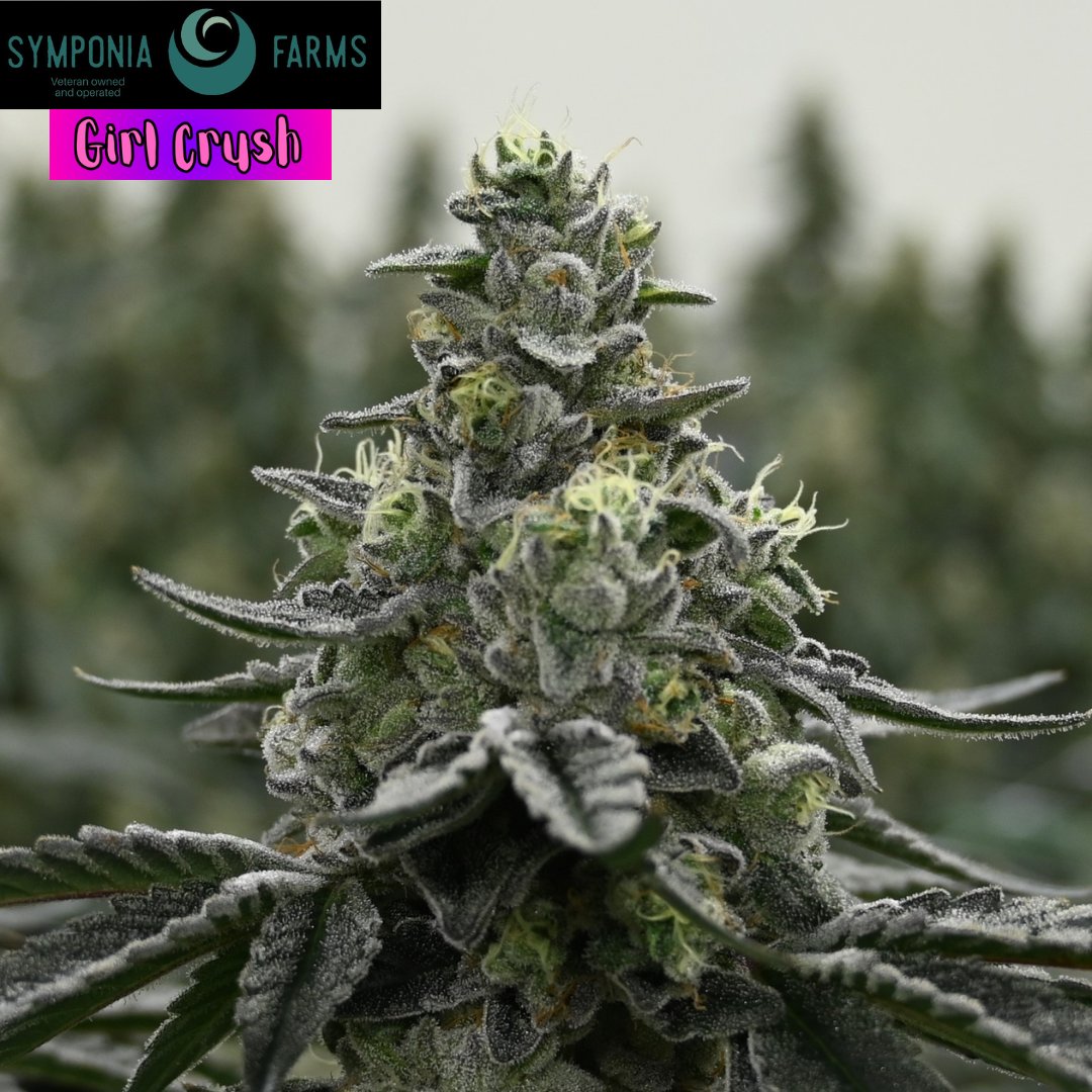 SymponiaFarms's tweet photo. We've got some beauties coming down soon! A strong sativa in Jack 47 and a killer hybrid in Girl Crush ready to melt the pain away
#cannabis #indoorgrown #stank #michiganmarijuana #weedculture #thclife #symponiafarms #vetowned #BattleCreek #michigan https://t.co/cB9P2S24U4