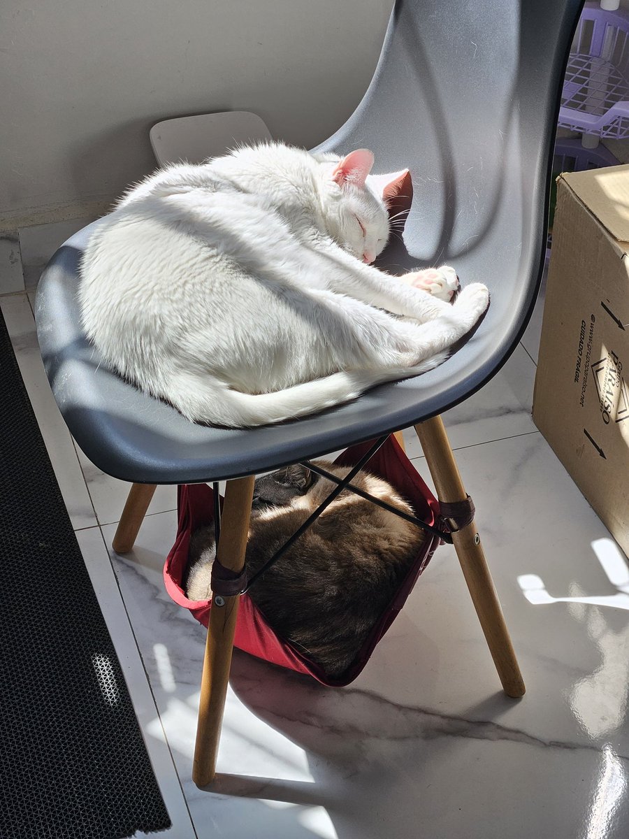 thays_eline's tweet photo. @gatinarios Tampinha (branco, 8 anos)
Loki (5 anos) https://t.co/JgIE4Yd77i