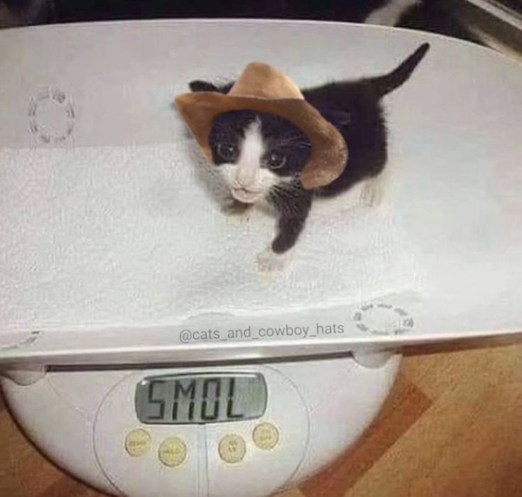 smol silly cat tweet media