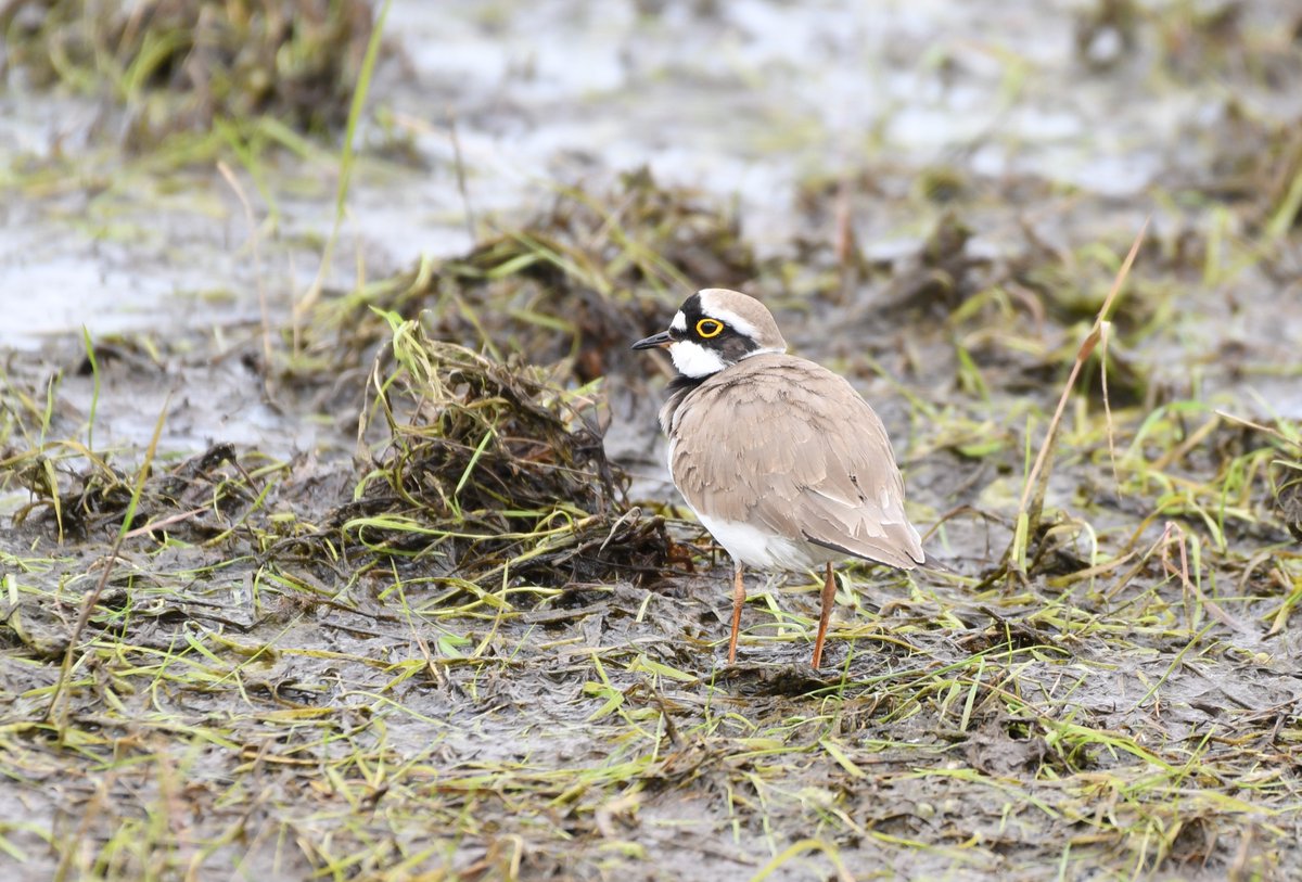 FrostyBirding tweet picture