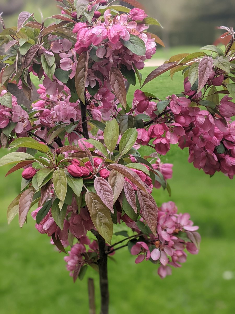 NTDyrhamPark tweet picture