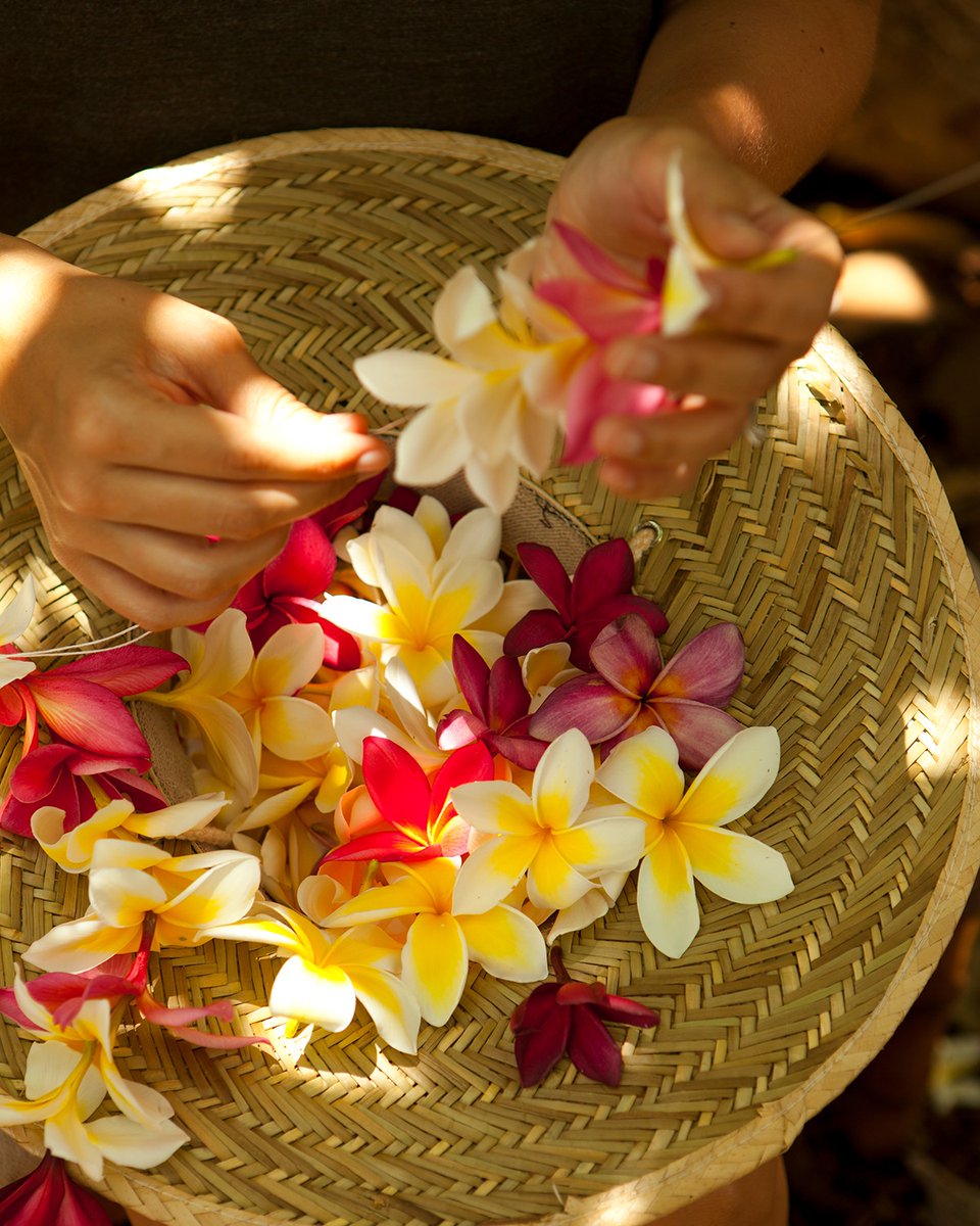 Did you know that making leis, a beloved Hawaiian tradition, is not just an art but a cultural practice deeply rooted in symbolism and aloha spirit? 🌺

#LeiMaking #HawaiianTradition #AlohaSpirit #SymbolicCraftsmanship #BookDirect #ExploreHI #OahuLife #RideTheWave #InstaHawaii