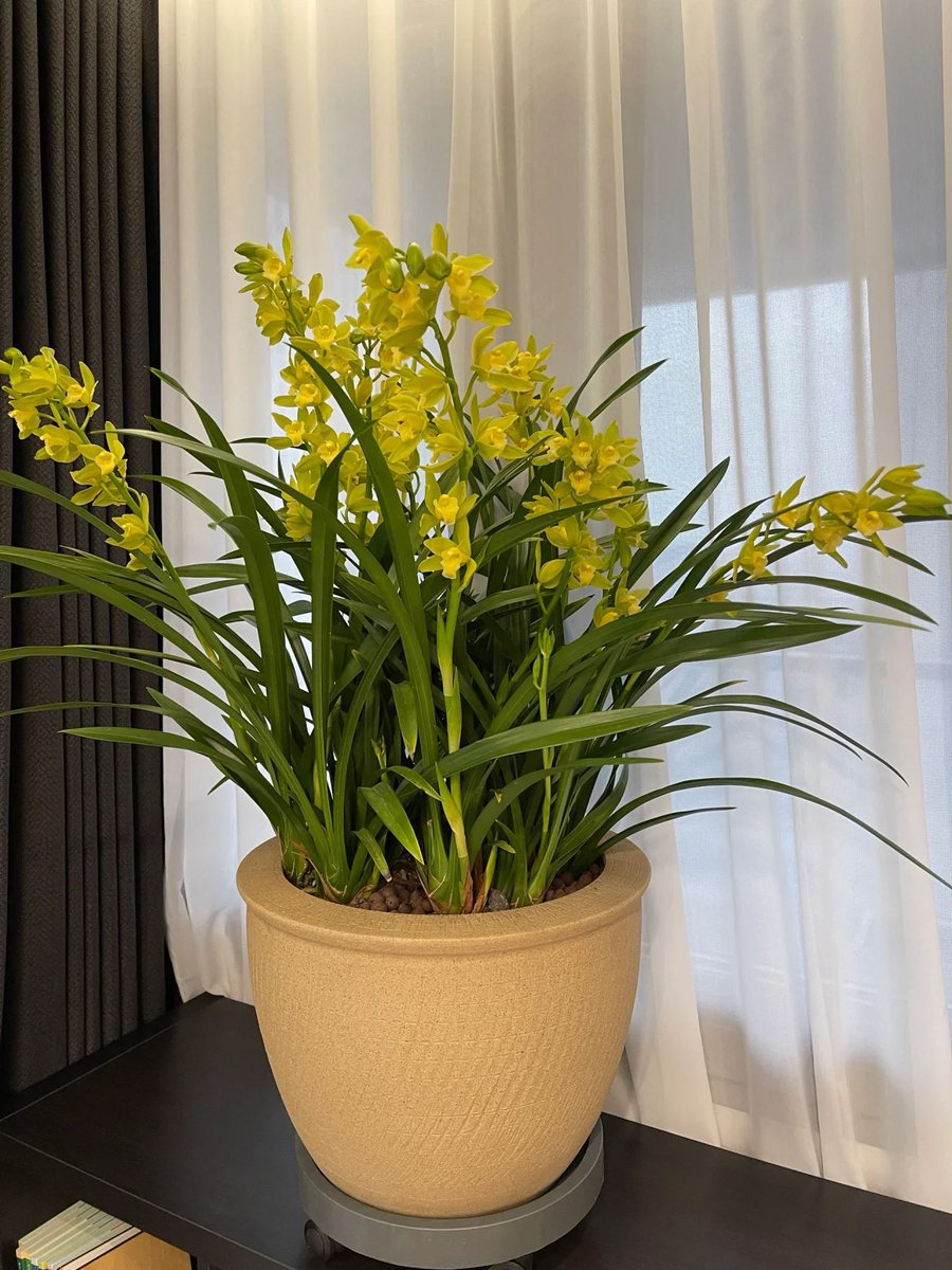 garyoirgg's tweet photo. I will never regret buying this orchid pot.
The colors of the flowers are very saturated and instantly warm the environment.🌼🌼
I look forward to being with you every day in the future.💐💐🥰 https://t.co/IfS4zs7zz5