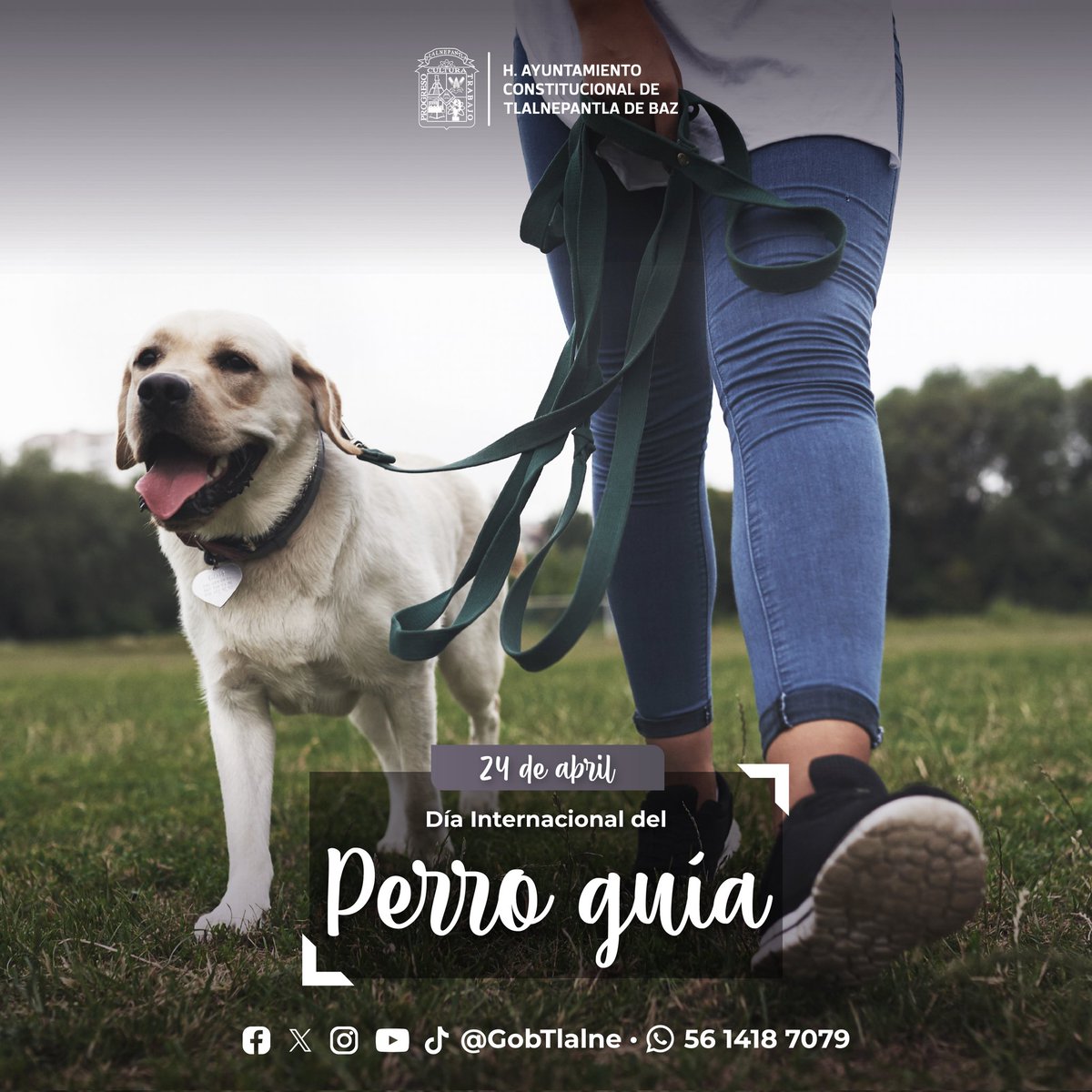 Este día celebramos y reconocemos la labor que realizan los perros guía; ya que, gracias a su apoyo y soporte, las personas con discapacidad visual tienen mejor movilidad y mayor independencia. #DíaInternacionalDelPerroGuía #Tlalnepantla