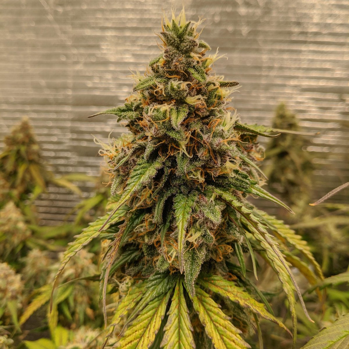 paradiseseeds's tweet photo. Who said that Autos don't produce enough?? Clearly they never experienced Auto Kong! π
π https://t.co/rh9R9GCHq8
#paradiseseeds #finestseedcollection #cannabiscommunity #AutoKong https://t.co/8hs8SiwUV5