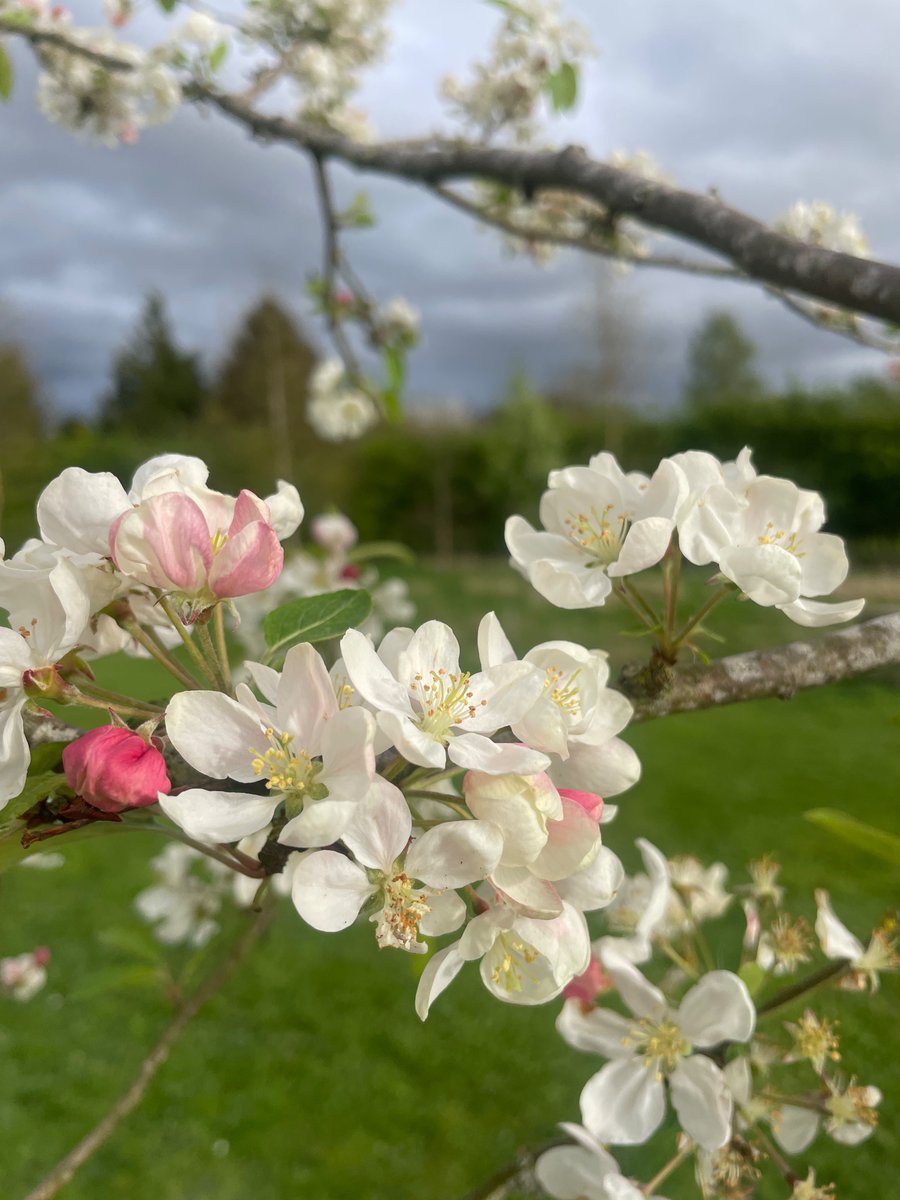 An apple 🌳 can remove 0.0487 kg of phosphorus a year. Walnut tree = 0.1580kg. A new 🏠 using biological private treatment might generate around 0.2kg of P Very sad so many orchards have been lost from the Wye but good time to plant more. And buy 🇬🇧apples & cider! And nuts.