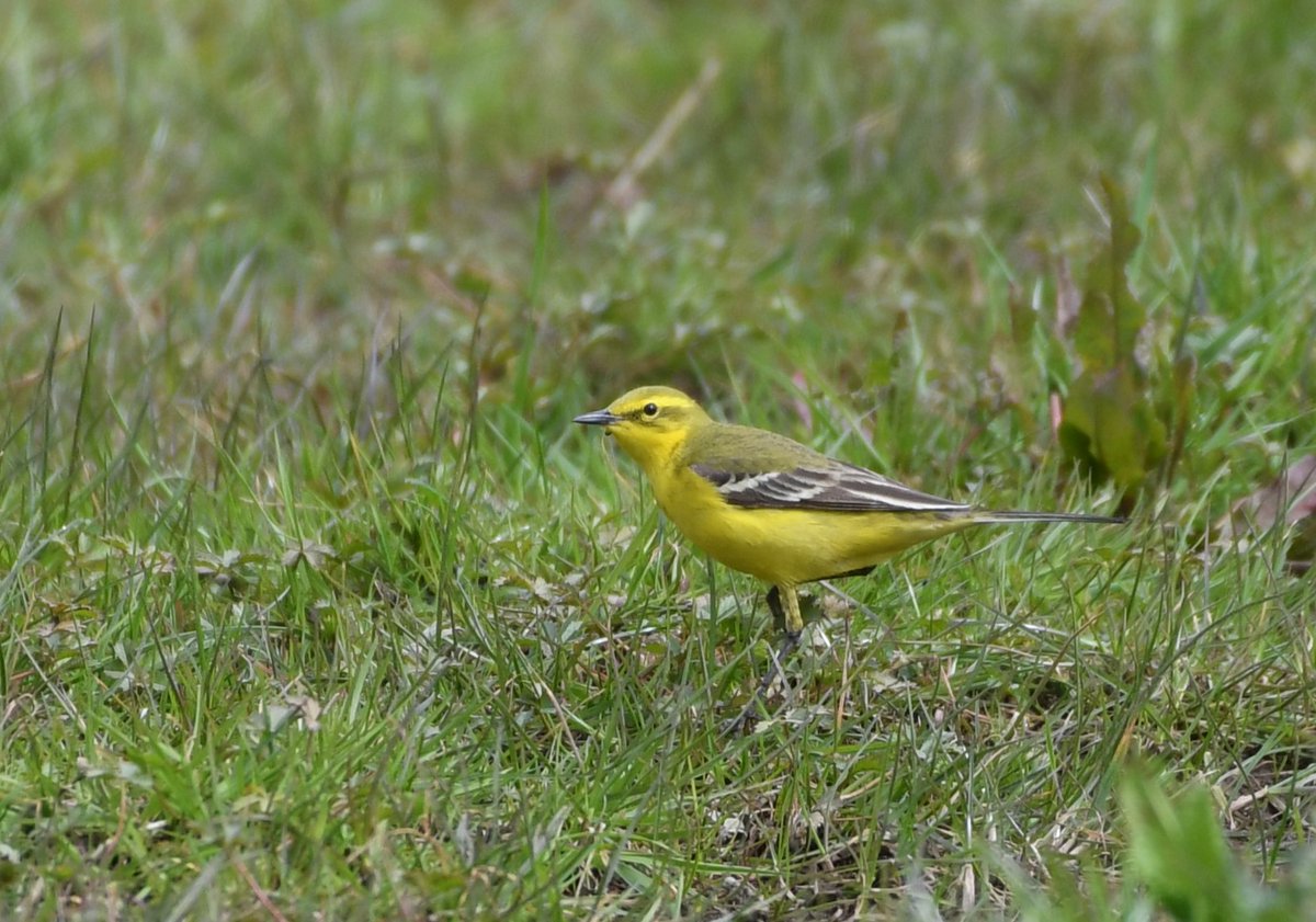 FrostyBirding tweet picture