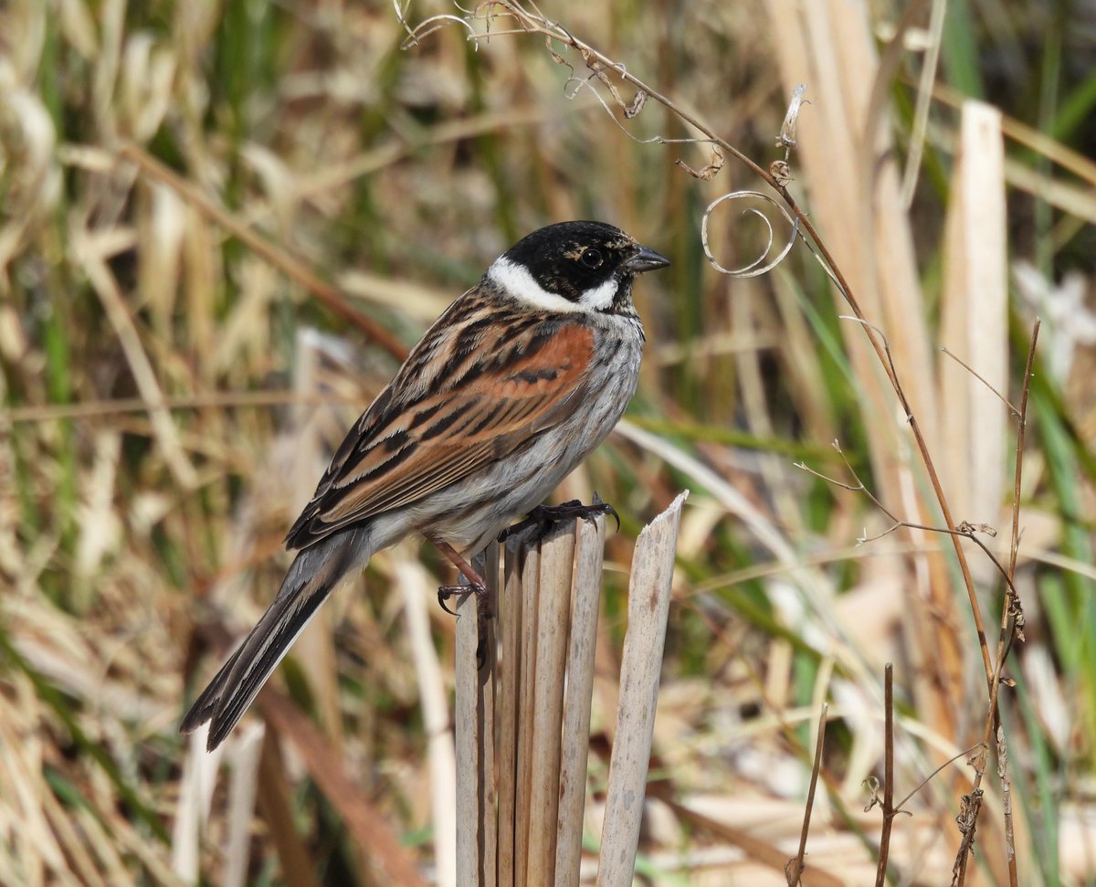 Reed Bunting - Loch of Kinnordy, Kirriemuir, Angus