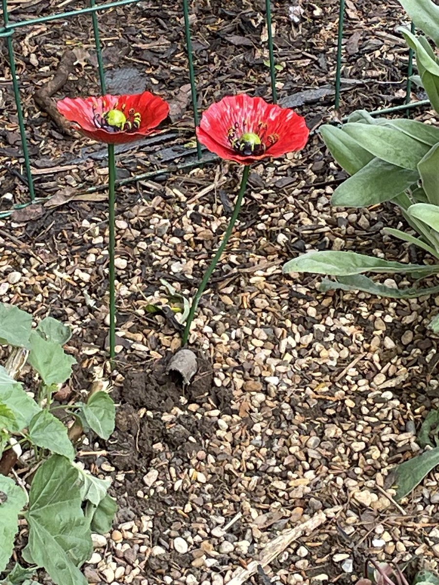 To mark our veterans accreditation