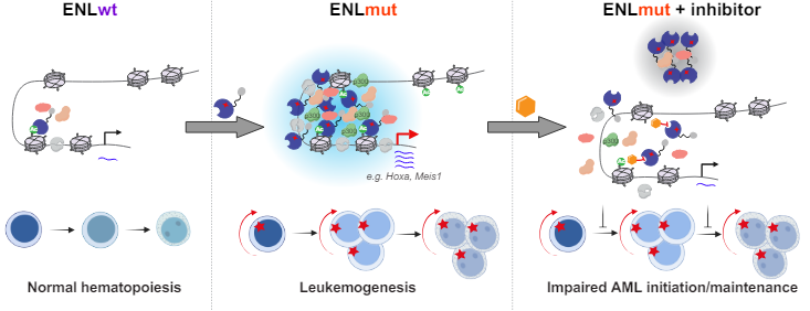 Elizabeth McKenna (@elizsmckenna) on Twitter photo Now online in <a href="/CD_AACR/">Cancer Discovery</a>: Condensate-Promoting ENL Mutation Drives Tumorigenesis in vivo through Dynamic Regulation of Histone Modifications & Gene Expression - by Yiman Liu, Qinglan Li, <a href="/LilingWanLab/">Liling Wan</a>, et al. <a href="/PennMedicine/">Penn Medicine</a> <a href="/PennCancer/">Penn Medicine - Abramson Cancer Center</a> <a href="/PennEpiInst/">Penn Epigenetics</a> <a href="/Penn_CBIO/">Univ. of Pennsylvania Department of Cancer Biology</a> doi.org/10.1158/2159-8… Now online in <a href="/CD_AACR/">Cancer Discovery</a>: Condensate-Promoting ENL Mutation Drives Tumorigenesis in vivo through Dynamic Regulation of Histone Modifications & Gene Expression - by Yiman Liu, Qinglan Li, <a href="/LilingWanLab/">Liling Wan</a>, et al. <a href="/PennMedicine/">Penn Medicine</a> <a href="/PennCancer/">Penn Medicine - Abramson Cancer Center</a> <a href="/PennEpiInst/">Penn Epigenetics</a> <a href="/Penn_CBIO/">Univ. of Pennsylvania Department of Cancer Biology</a> doi.org/10.1158/2159-8…