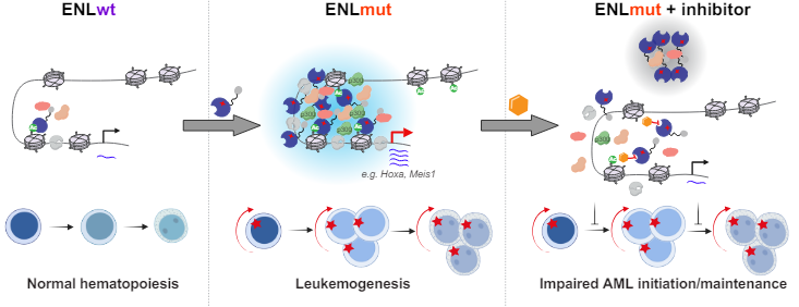 Now online in @CD_AACR: Condensate-Promoting ENL Mutation Drives Tumorigenesis in vivo through Dynamic Regulation of Histone Modifications & Gene Expression - by Yiman Liu, Qinglan Li, @LilingWanLab, et al. @PennMedicine @PennCancer @PennEpiInst @Penn_CBIO doi.org/10.1158/2159-8…