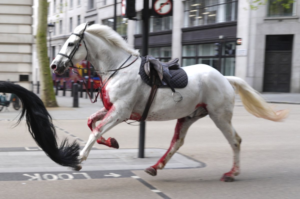 Andrew W.K. has transformed into a horse and is partying hard in London. bbc.com/news/uk-englan…