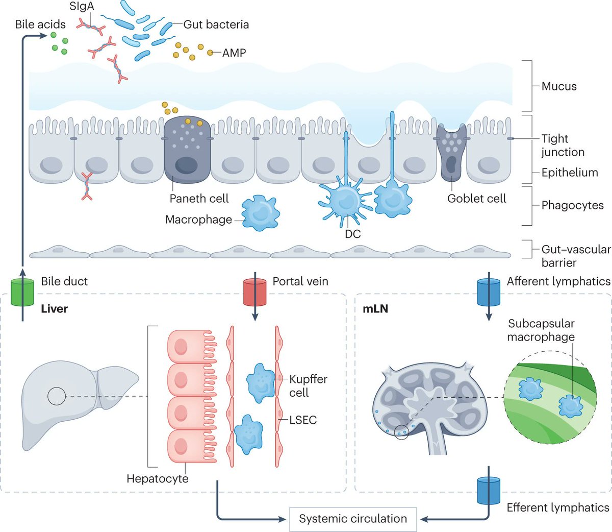 This Figure shows gut–liver axis barriers and anatomical connections Find out more in this REVIEW about the gut-liver axis rdcu.be/dFDX8