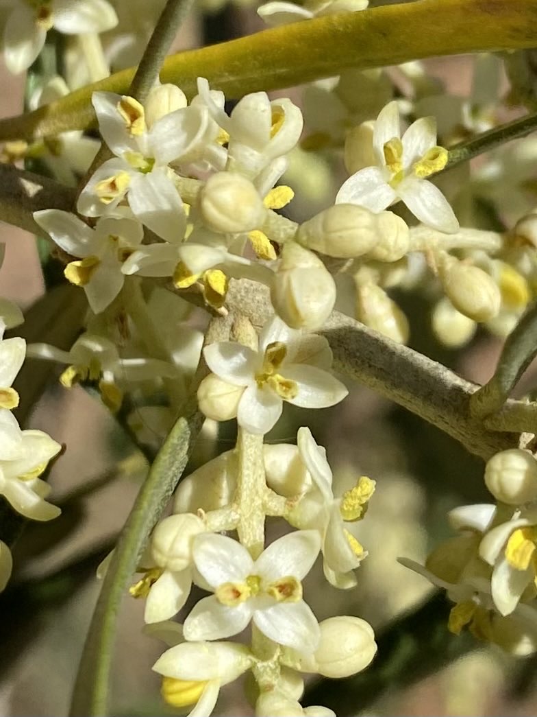 Danideldelta's tweet photo. Pos esta olivera (varietat Morruda) ja li està esclatant la flor de la mostra. 
L’any passat a esta època es va secar i morir, i no va haver collita. Vorem enguany. Espero que conserve bé la saó de les pluges de fa un mes. 
#semprePatint https://t.co/f66dwdBybZ