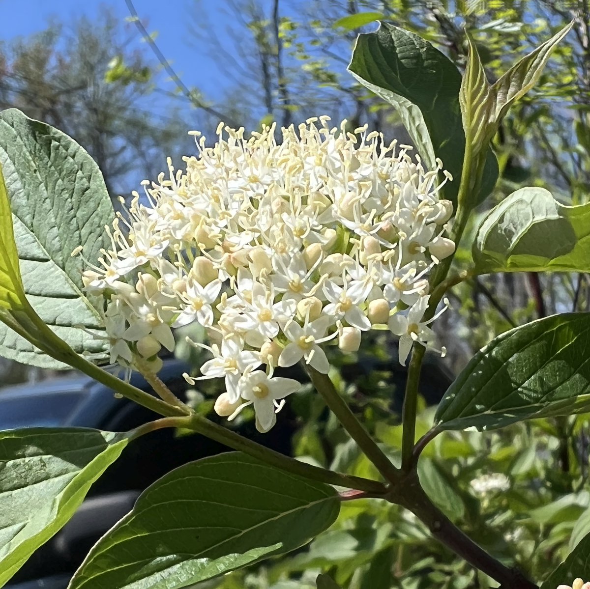 ElizabethLugosi's tweet photo. #BeHappy #Photograghy #Nature #ImageCreatorFromDesigner #MicrosoftBingImageCreator #Copilot #AIGeneratedImages #AI #DALL·E #Flowers #FlowersOfTwitter #Gardening #GardeningX https://t.co/8pkJfkBE6z