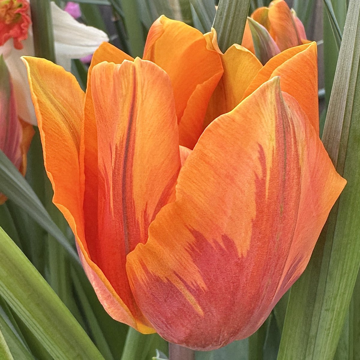 Just look at those markings 🧡Tulip ‘Princess Irene’ 🌷👑#Flowers #Gardening #Tulips