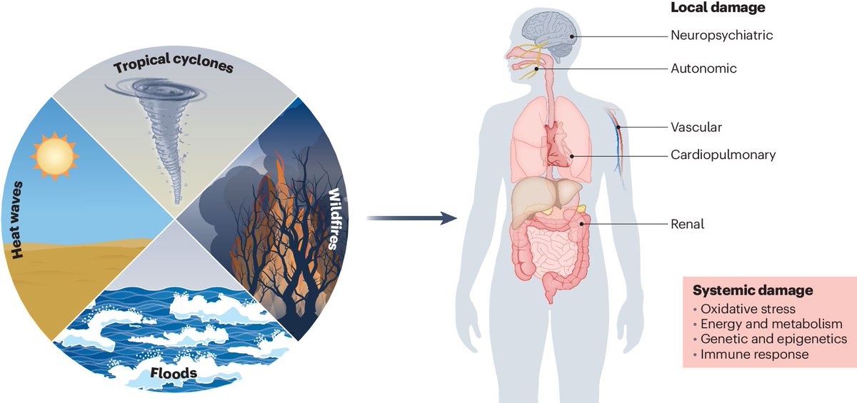 Out now! Our @NatureMedicine paper discussing the importance of understanding cellular and molecular mechanisms of damage in climate-related health outcomes to best plan interventions that mitigate harm: nature.com/articles/s4159…