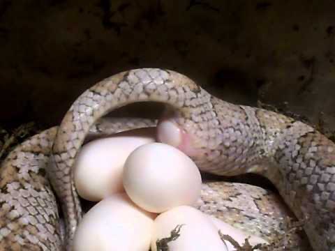 تضع الثعابين بيضها وصغارها ب 3 طرق 

 1-الثعابين البيوضة Oviparous
 في الاغلب تضع ما بين (2-50) بيضة في المرة الواحدة، وتحتضن الإناث بيضها إما بدفنها أو عن طريق لف أجسامها حول البيض لإبقائها دافئة مثل الكوبرى الملك