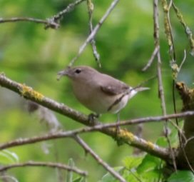 2 each of Hobby, Bittern and Garden Warbler seen at Ham wall today. The first 2 spp were admittedly distant. ( both bitterns in one pic.... honest)