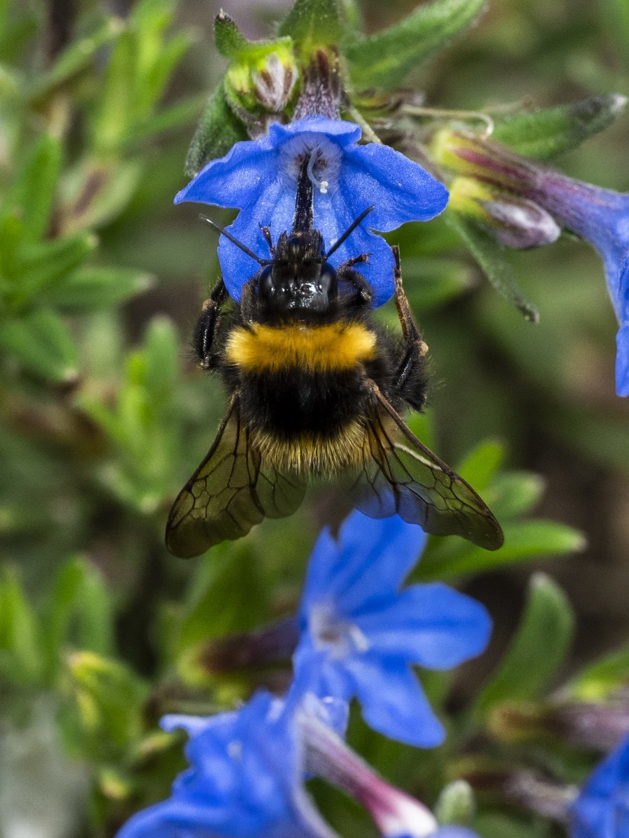 Hard at work #Togtweeter #ThePhotoHour #snapyourworld #insects #flies #pollinators #flowers #plants #macro #NaturePhotography #macrophotography #bee #hoverfly #bumblebee