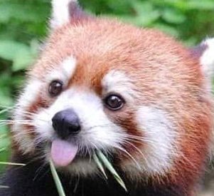 lesseryoongi's tweet photo. hi blep https://t.co/ZOL1NKcyD0