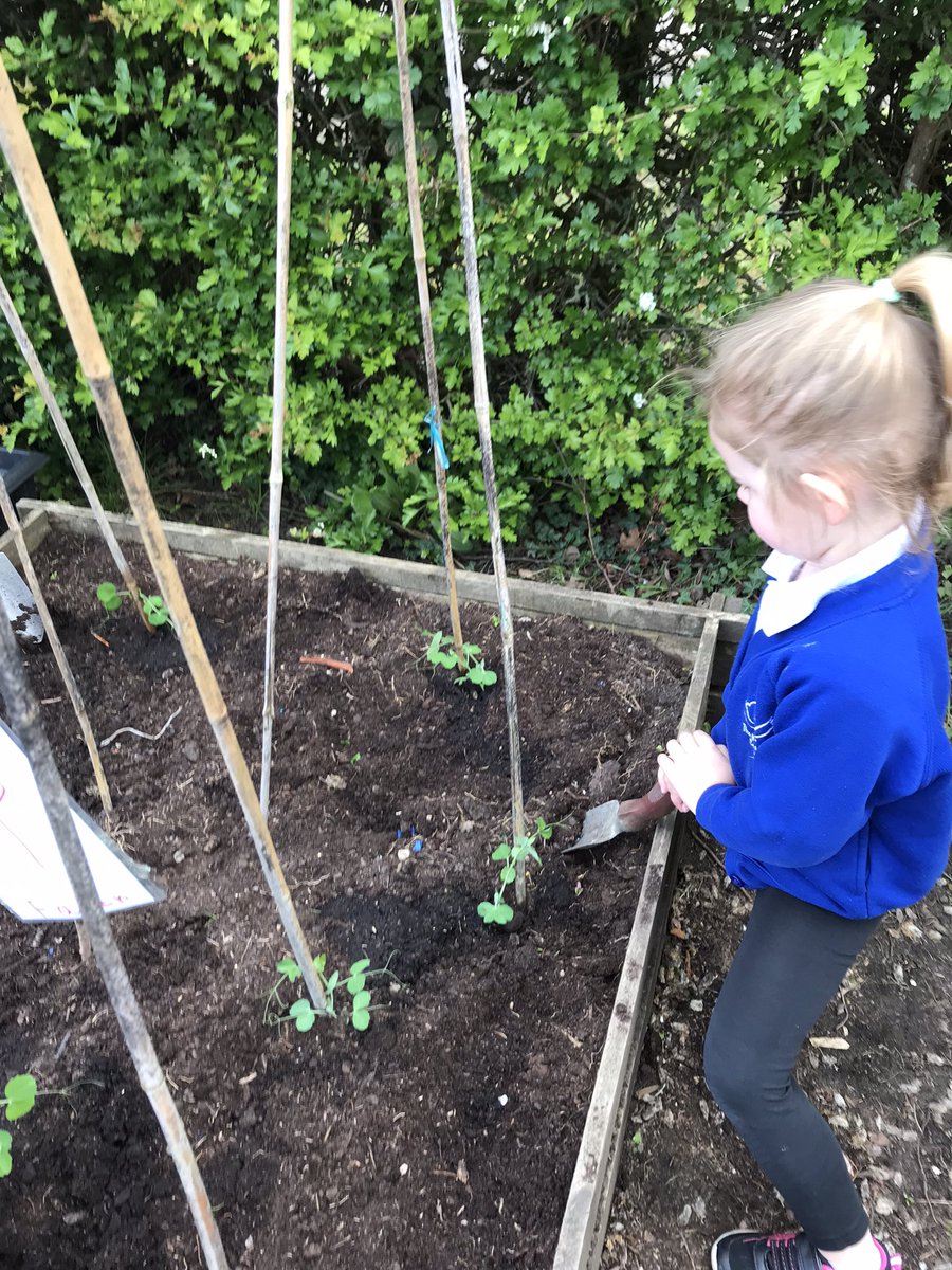 We’ve been working hard on developing our new garden area. Peas are in, now we just need the sunshine 🌞🌞 @WroxhamSchool @tinkerbellwrox