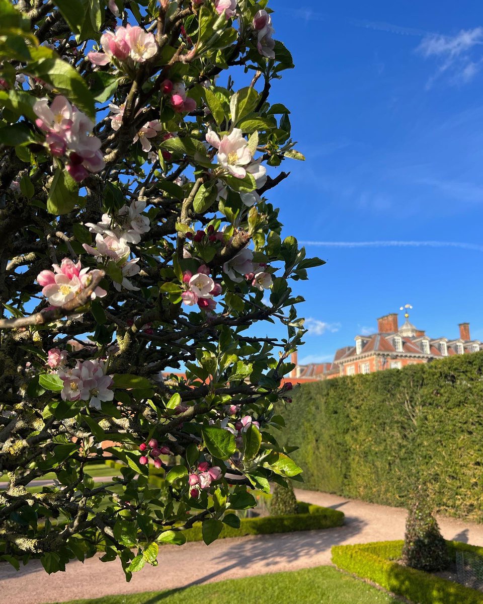 The apple blossom is in full flower just in time for #BlossomWeek this week 🌸

Come and enjoy these beautiful blooms on a spring walk in the gardens. The best places to spot them are in the formal fruit garden and in the walled apple orchard. 

#BlossomWatch #FestivalofBlossom