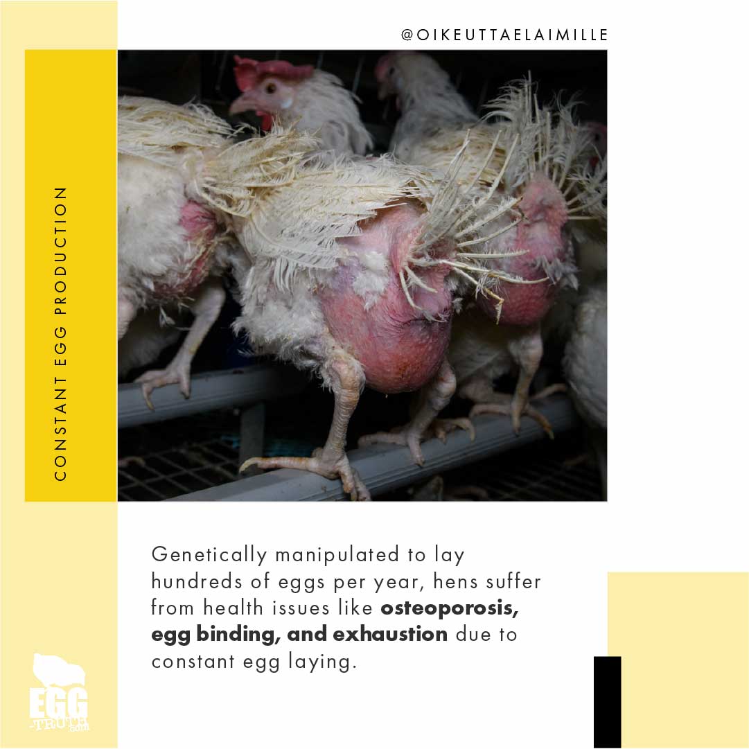 Whether in a commercial facility or a backyard coop, the relentless cycle of egg laying, coupled with cramped living conditions, paints a grim picture of the life of an egg-laying hen.

Learn the truth 👉 egg-truth.com/life-of-a-hen

#eggtruth #eggs