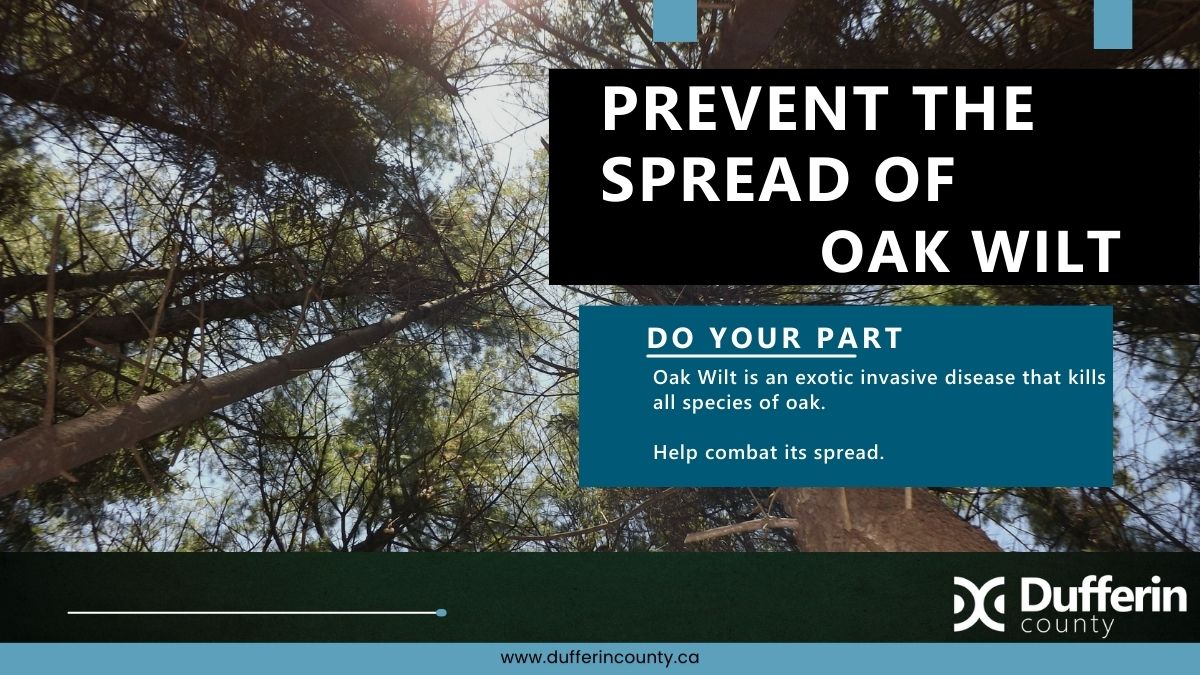 Dufferin County is calling on the community to help prevent the spread of Oak Wilt, an exotic invasive disease that kills all species of oak. Avoid cutting, pruning or damaging oak between April 1 and July 31. Suspect Oak Wilt? Contact @InspectionCan. ow.ly/mzYz50Rmxo6