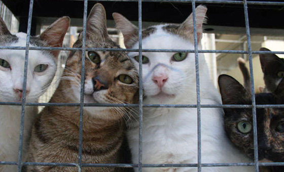 Cat Up for Adoption at Shelter Bonded to Other, Less Impressive Cat: ow.ly/s3Ki50RmEvo