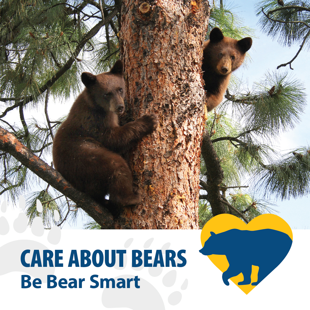 IT’S BEAR SMART SEASON

Hungry bears are now coming out of hibernation. Do your part to manage bear attractants: keep pet food indoors, remove bird feeders, and always clean your bbq after use. 

Remember, a fed bear is a dead bear. Learn more at Kamloops.ca/BearSmart.