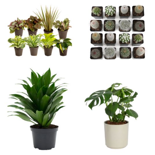 Today at Lowe’s, you can purchase select plants & planters at a discount. Get this Deal: clarkdeals.com/lawn-garden/se…