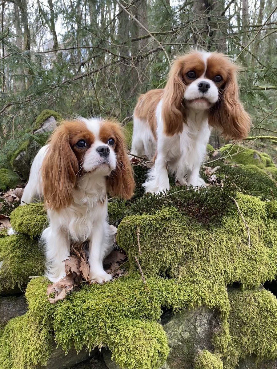 Einar hyggelig ung mann. Nano-Influencer tweet media