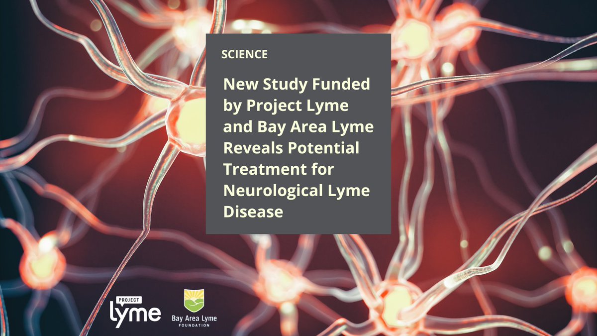 1/2 #LymeDisease infecting the brain causes inflammation & cell death. @tulaneu researchers found that both live Lyme bacteria & nonviable remnants activate fibroblast growth factor receptors (FGFRs) & that 2 FGFR inhibitors were effective in reducing inflammation and cell death.