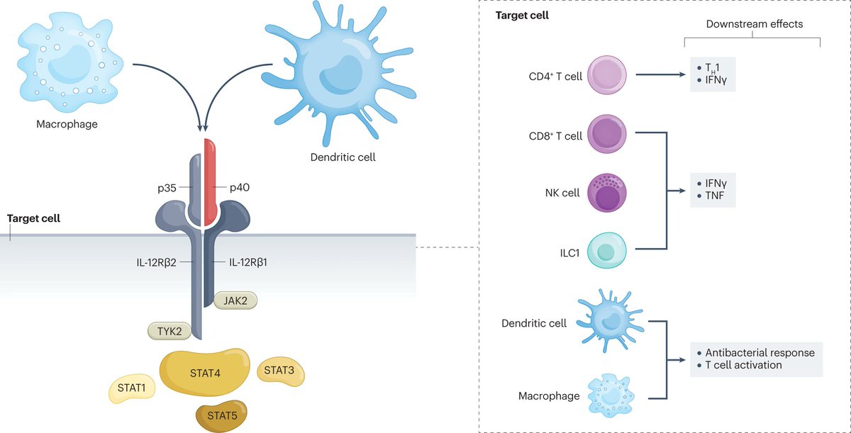 REVIEW | IL-12 and IL-23 pathway inhibition in inflammatory bowel disease nature.com/articles/s4157… #IBD #Crohns #colitis