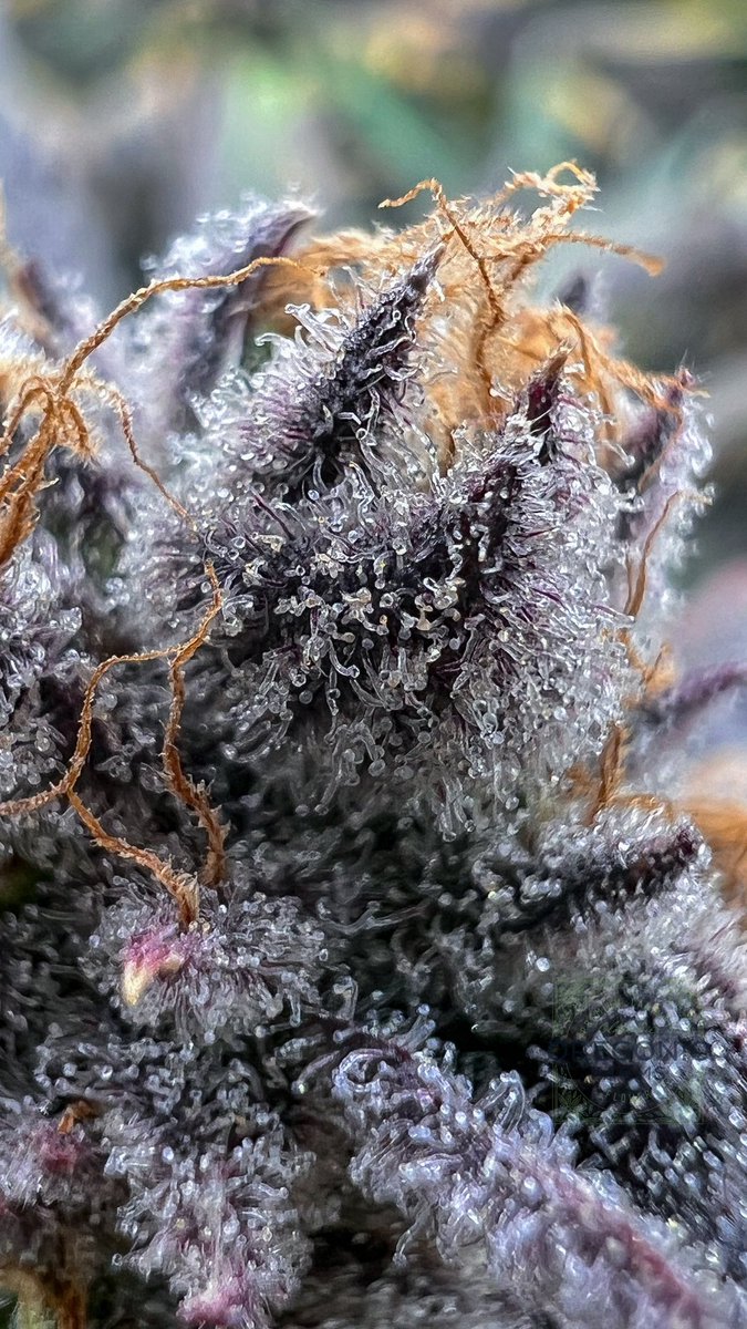Wanna grow bud like this? 

#cannabisgrowers #cannabisculture #WeedLovers #weedlife #Homegrown #growyourown #weed #purps #bud #terps #trichomes