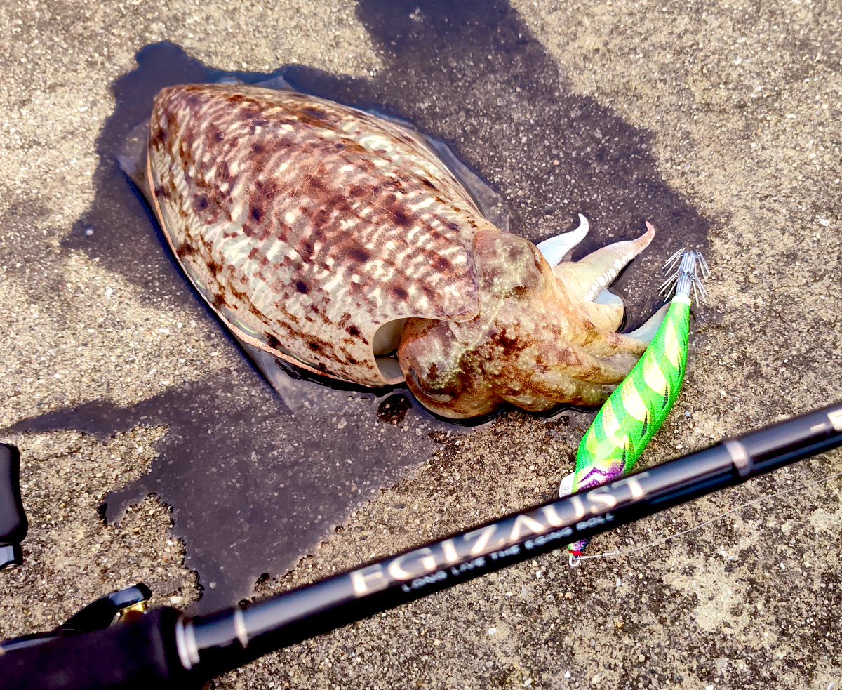 pippusu888's tweet photo. お久しぶりです♪
気になってた #マグQタングステン 買っちゃいました〜♪
そして、1投目からヒット！干潮時の濁り潮だったので、 #濁りライム がドンピシャだったのでしょうか？
とりあえず、普段飛ばせないトコロまで探れるのは良いですね♪
#DUELL #エギゾースト5G #メジャークラフト https://t.co/ilRQPZxnLA