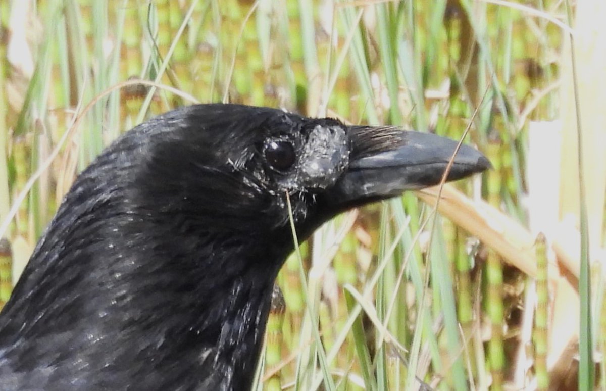 Carrion Crow - Loch of Kinnordy, Kirriemuir, Angus