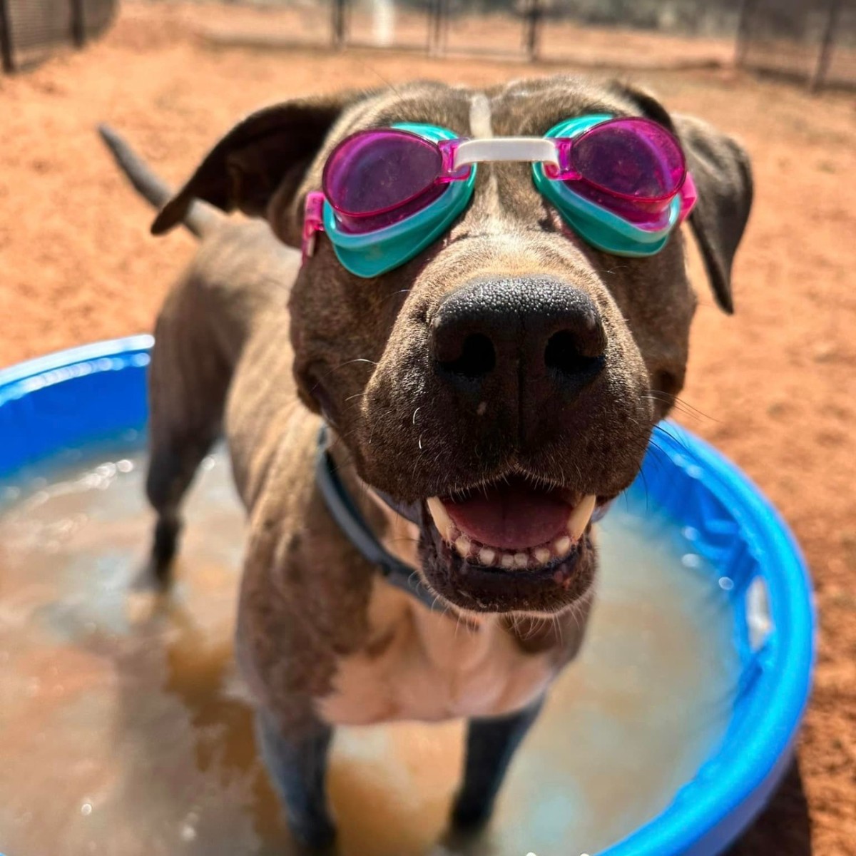 Pool day for the Sanctuary dogs! 🌊🐾

We will always appreciate how our team goes above and beyond to provide for pets in our care 🧡

📸: Anabel, Lifesaving & Care Specialist in Dogtown! 

#SaveThemAll #NoKill2025